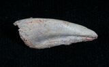 Small Raptor Claw - Tegana Formation #4760-1